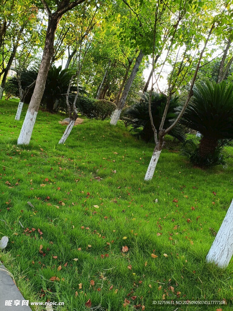 綠意盎然的公園草地景觀