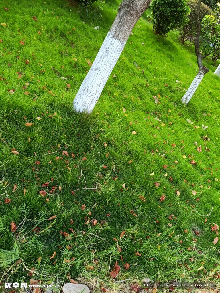草地中的白色樹(shù)樁