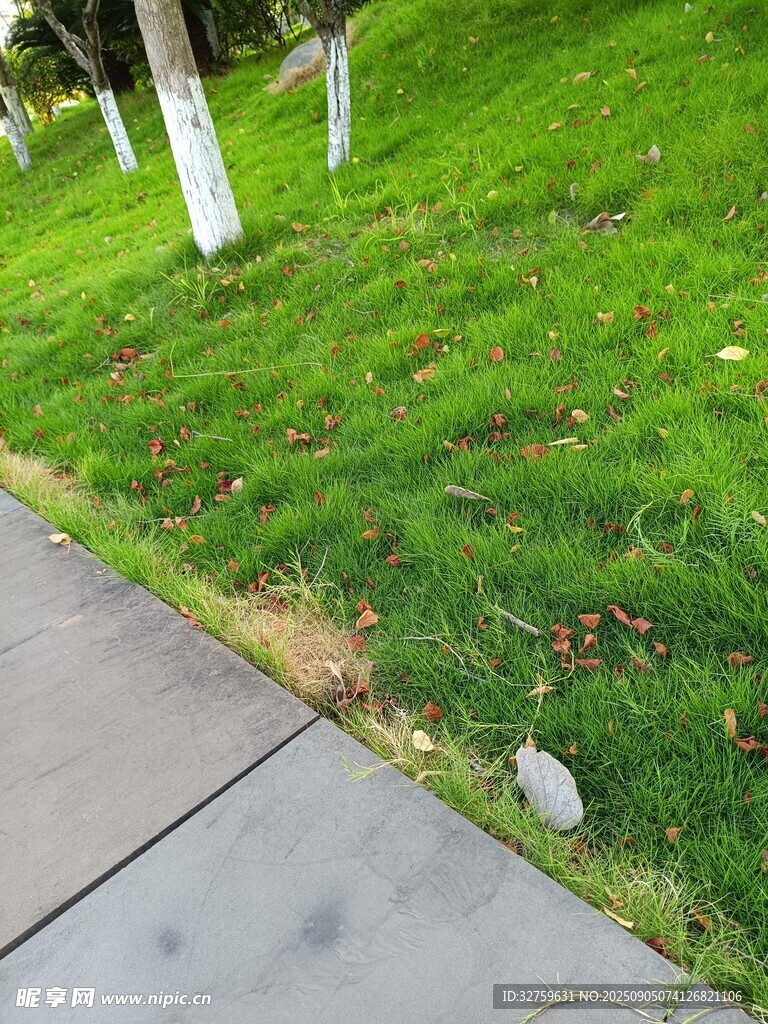 路邊草地與水泥路面景象