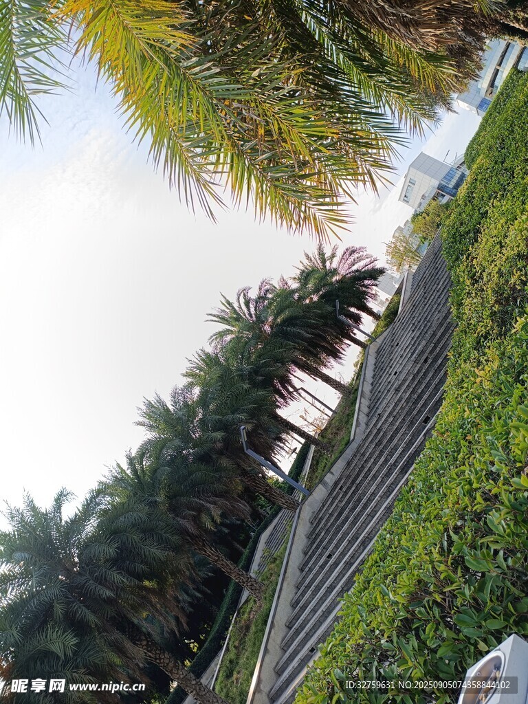 路邊棕櫚樹與綠植景觀