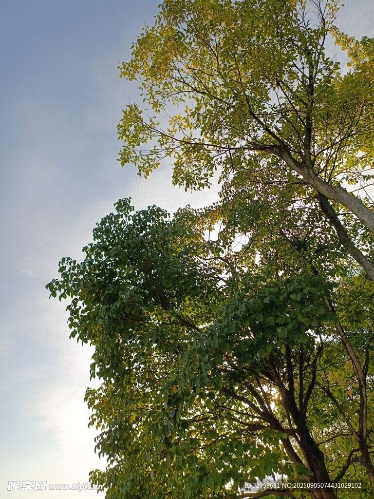 藍天映襯下的蔥郁樹木