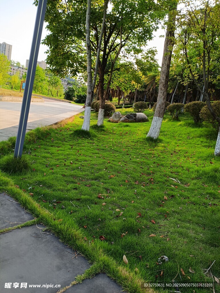 路邊翠綠草坪與樹木景觀