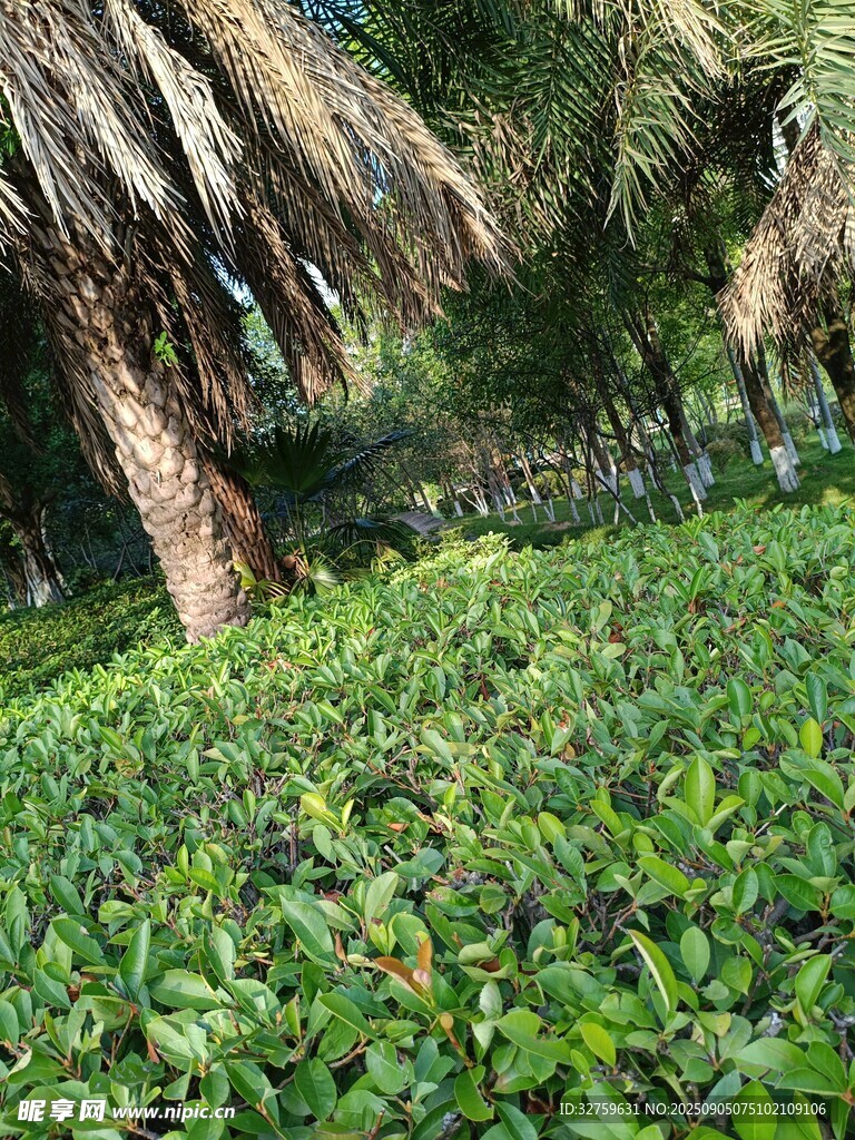茂密綠植與棕櫚樹景觀