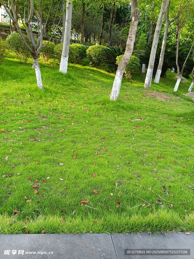 綠意盎然的草地與樹木
