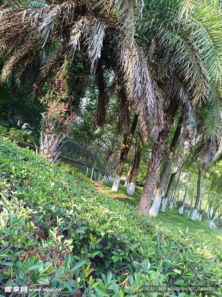 山林中的繁茂植被與棕櫚樹(shù)