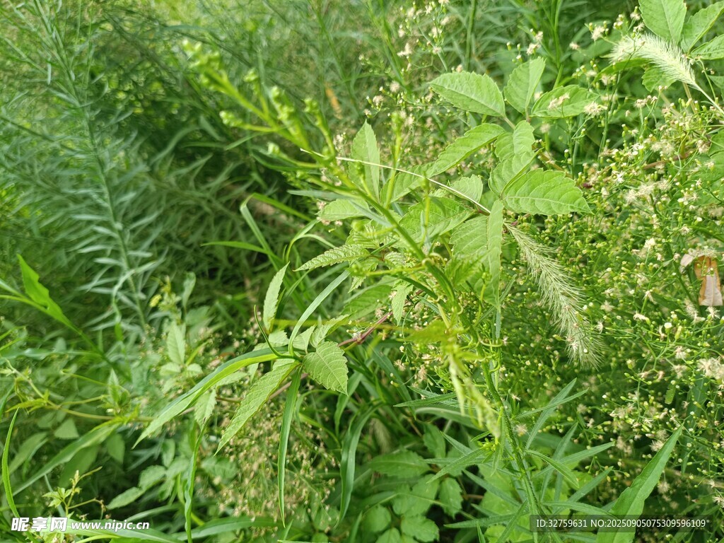 繁茂的野外綠色植物