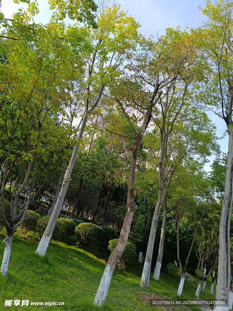 林蔭草地風(fēng)景