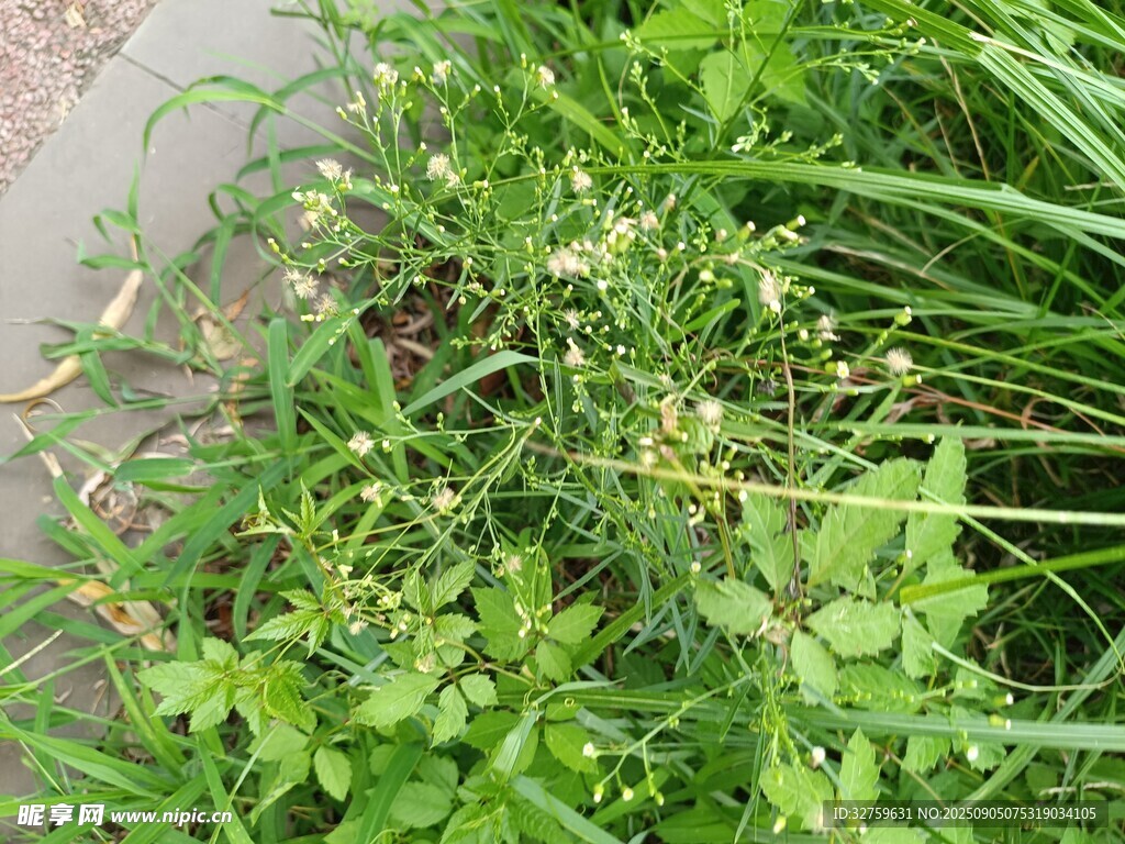 草叢中的綠色植物