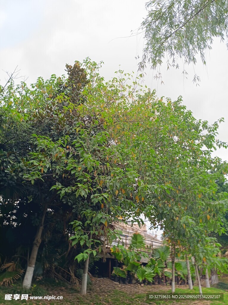 綠樹成蔭的戶外景致