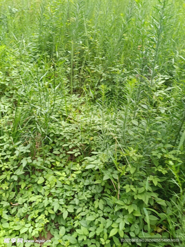 野外繁茂的綠色植物景觀