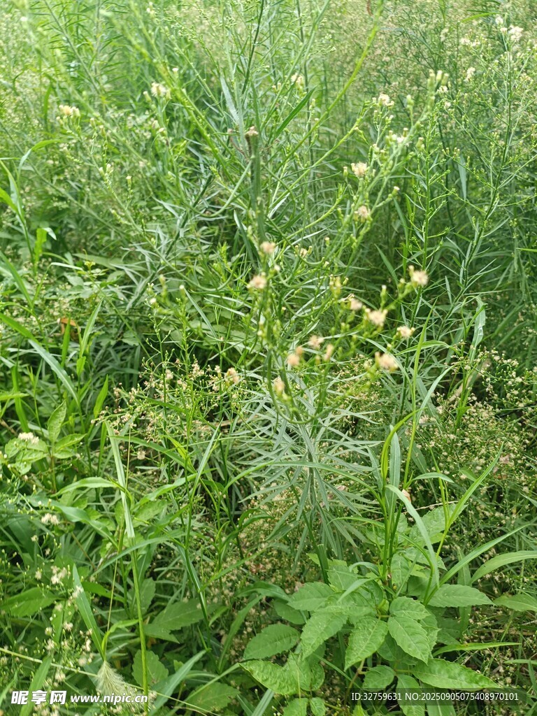 野外繁茂的綠色植物景觀