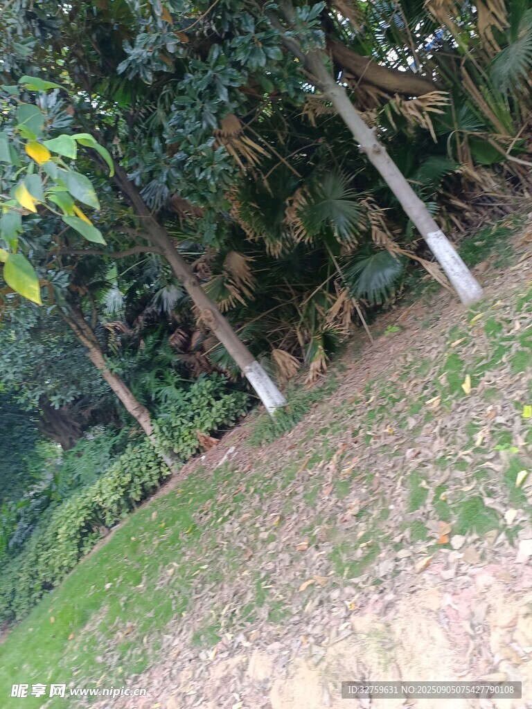 林間草木景觀