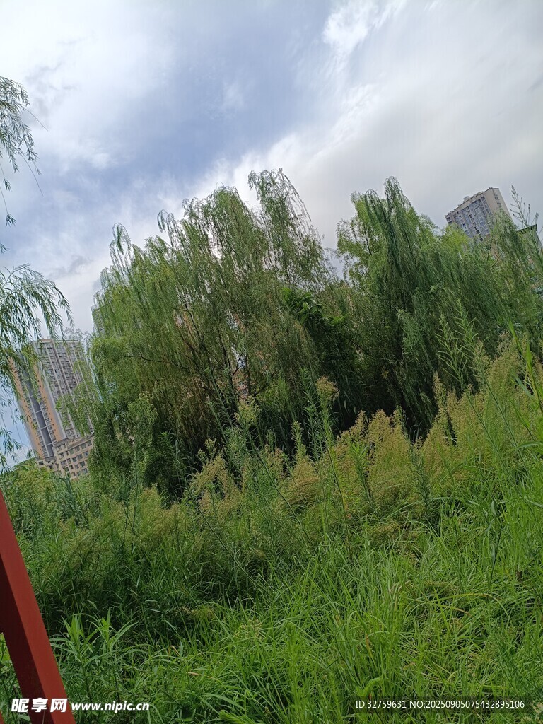 戶外綠意盎然的自然景致