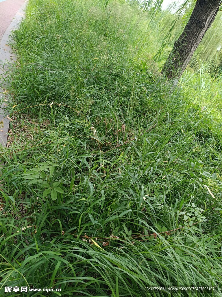 路邊茂盛的綠色草叢