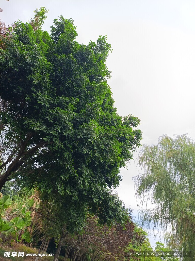 蔥郁綠樹展現(xiàn)自然景致