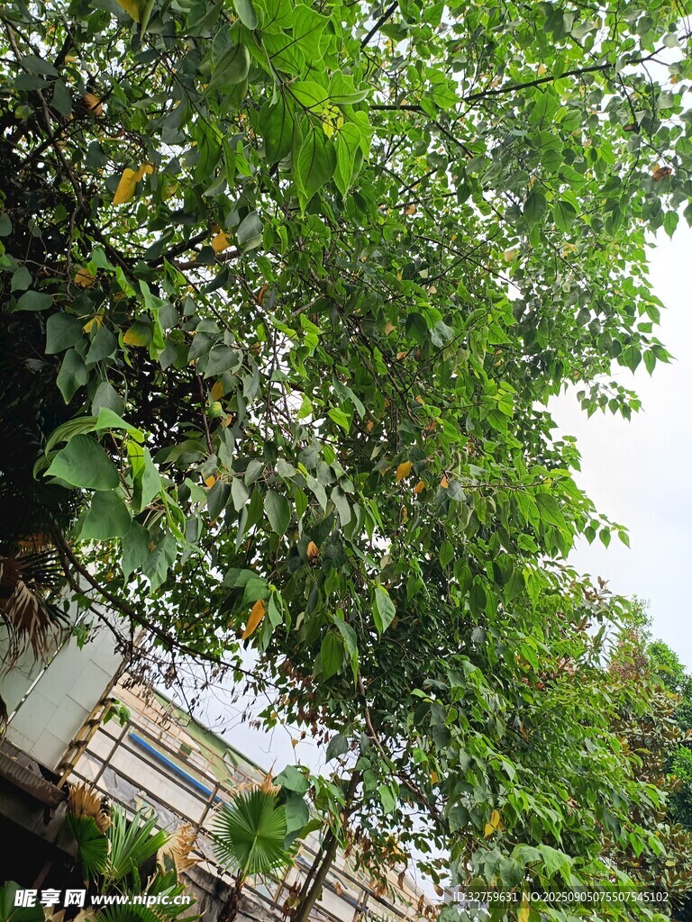 綠樹成蔭下的戶外景致