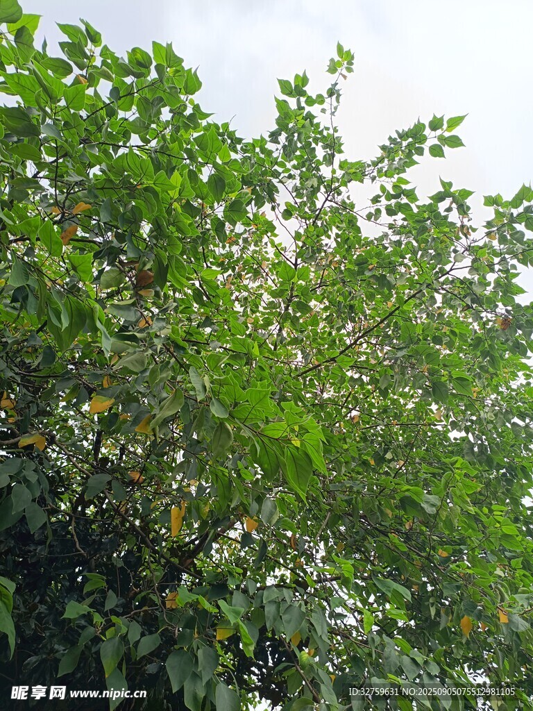 繁茂綠植