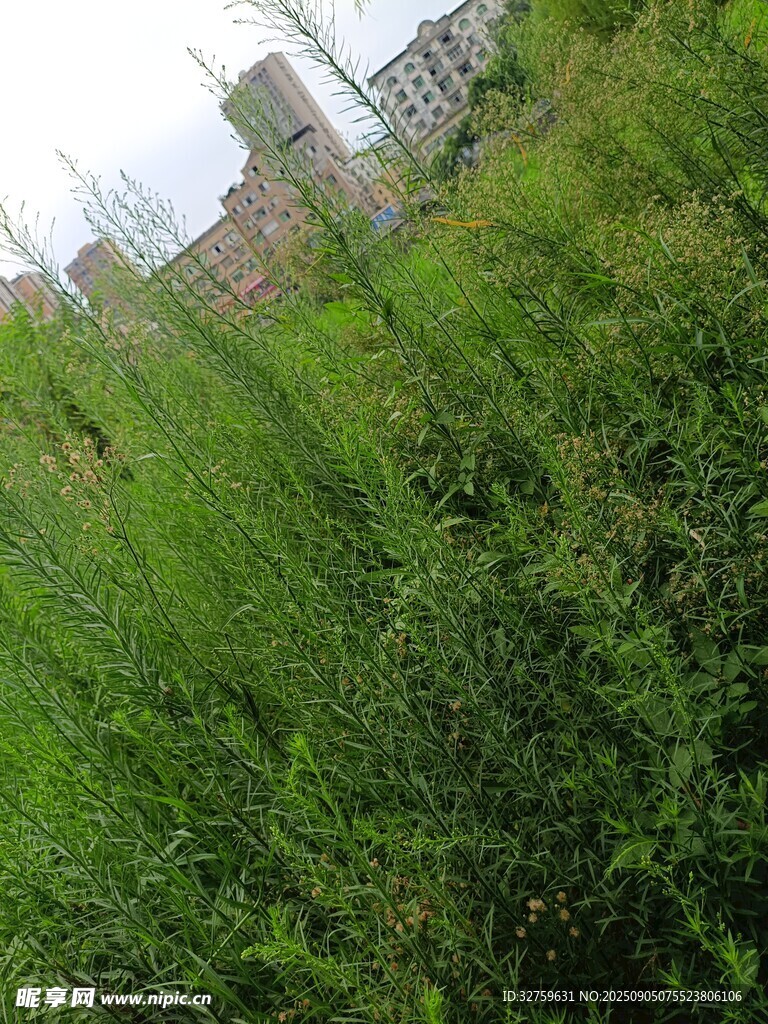 野外茂盛的綠色植物景觀