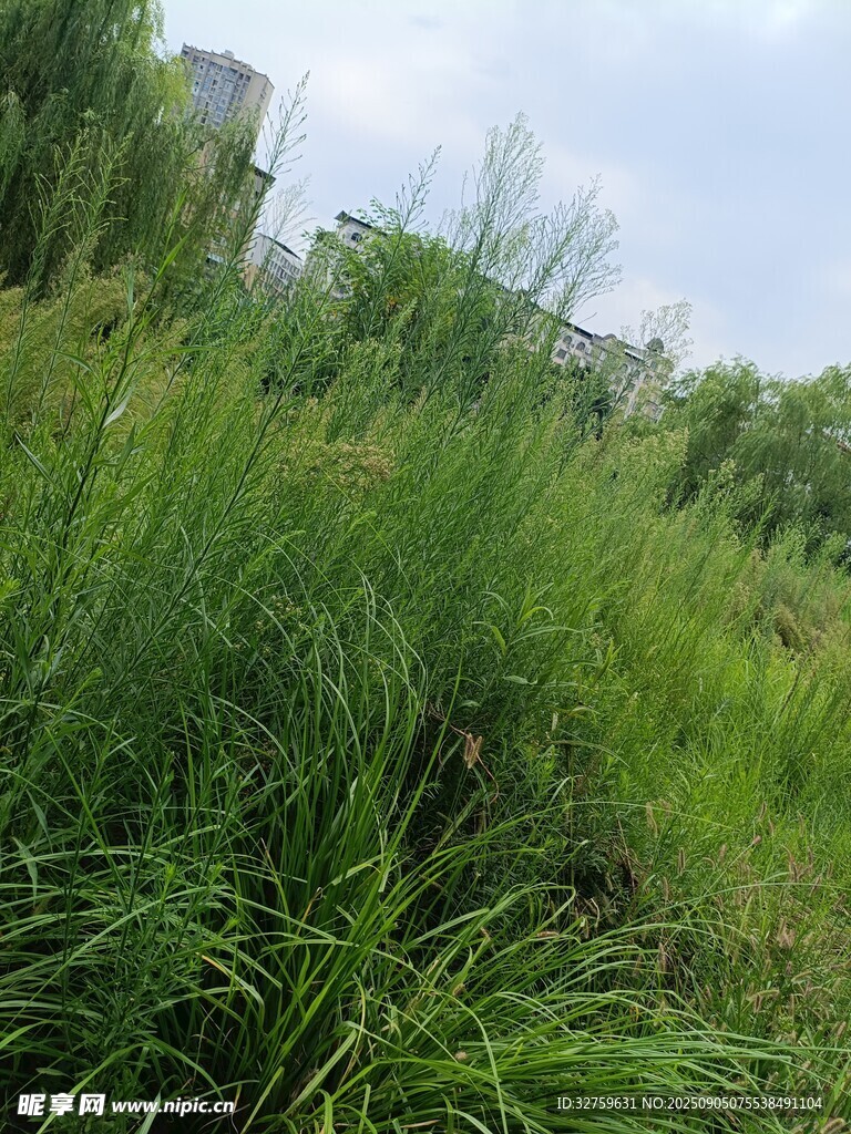 野外茂盛的綠色草叢景觀