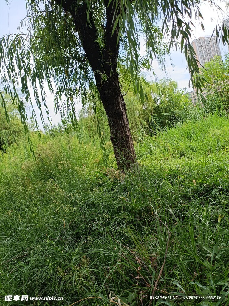 野外柳樹下的茂盛草地