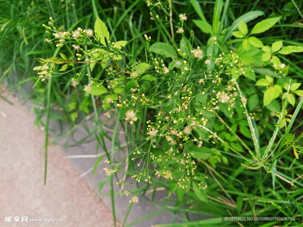 路邊繁茂的綠色植物