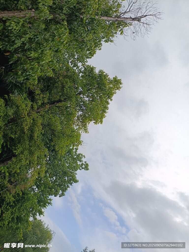 仰視蔥郁樹林與藍(lán)天白云