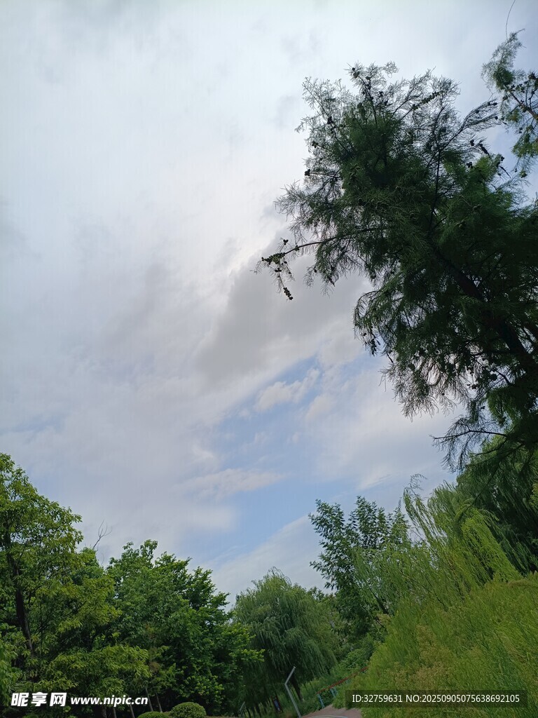 藍(lán)天白云下的蔥郁樹林