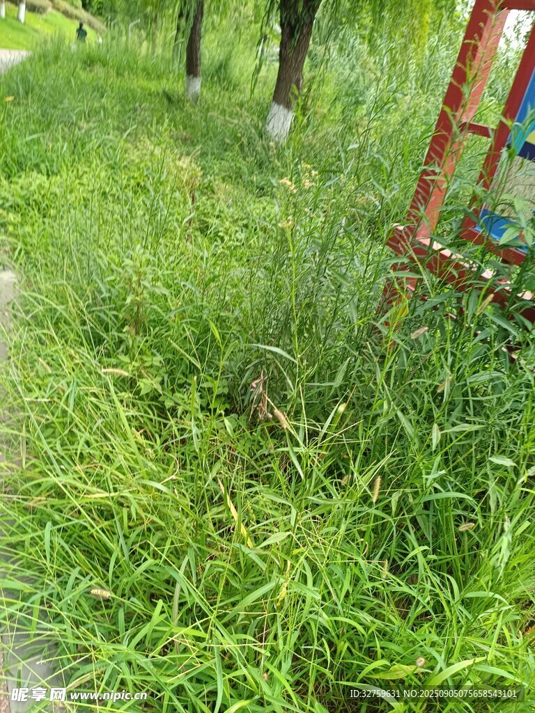 草叢中的多彩物件