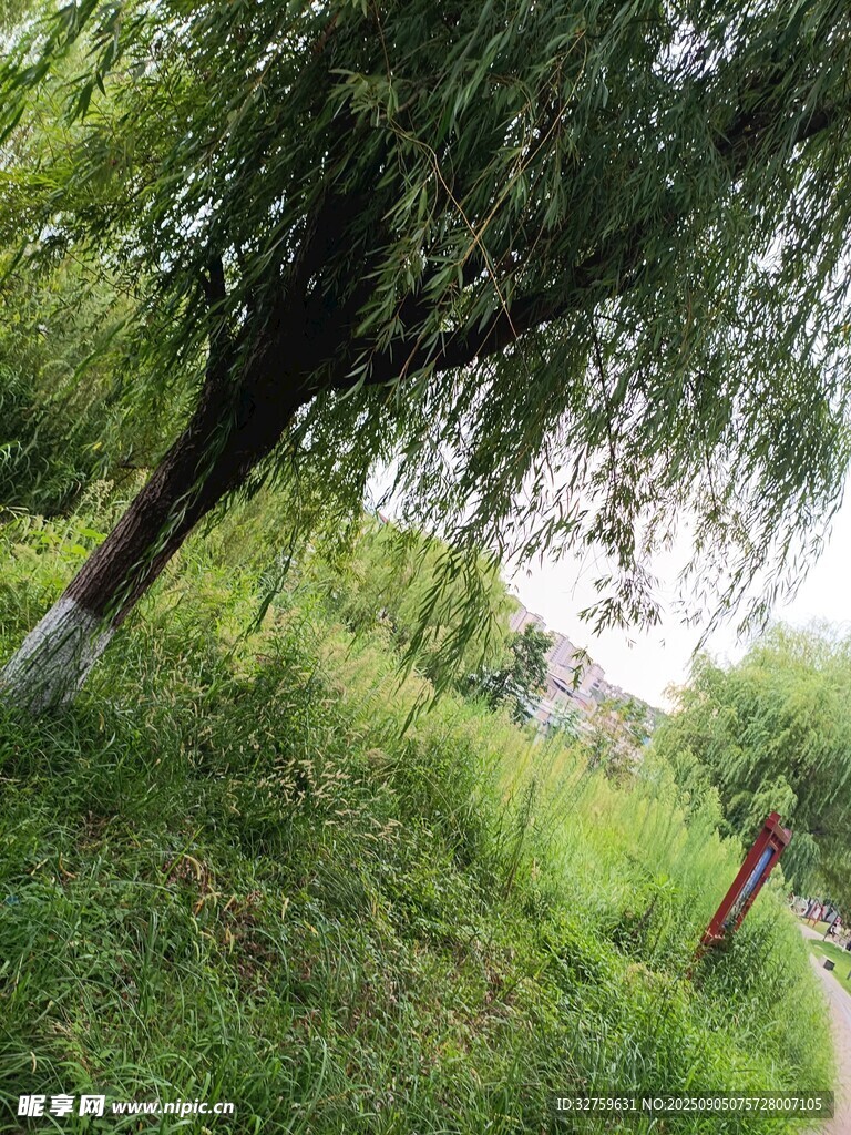垂柳下的清新草地小徑