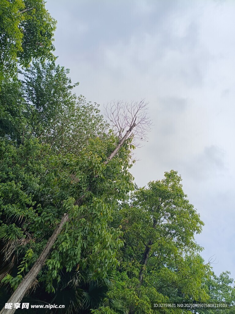 林間綠意
