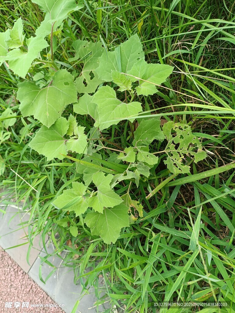 草叢中的嫩綠植物