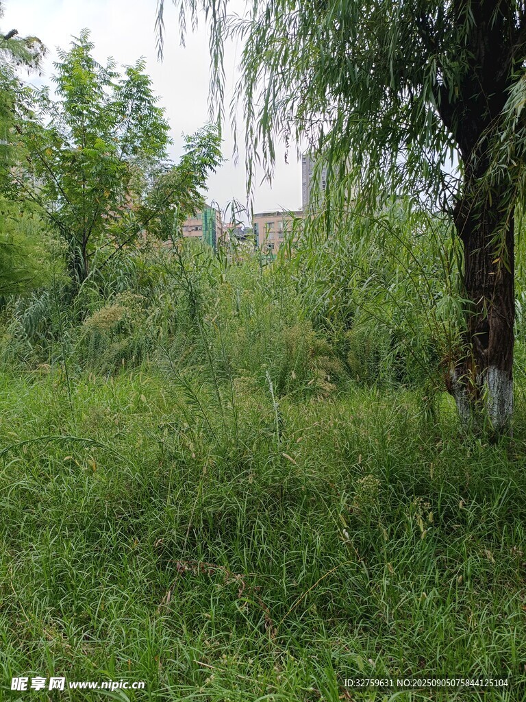 綠意盎然的野外樹林景觀