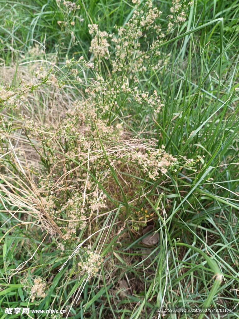 枯黃雜草生長于綠地間