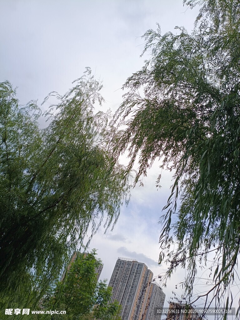 微風拂動的垂柳