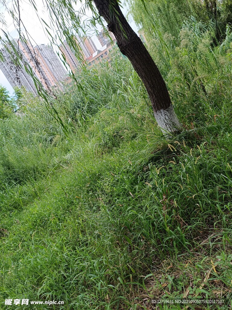 野外蔥郁草木景象