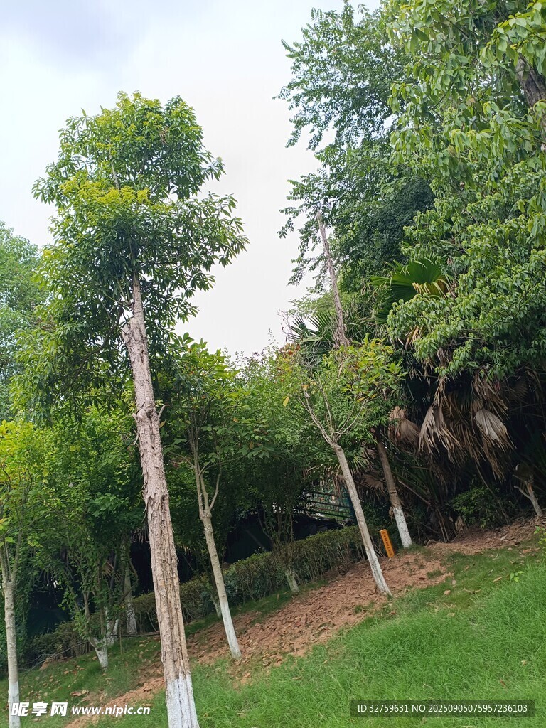 綠意盎然的樹林景觀