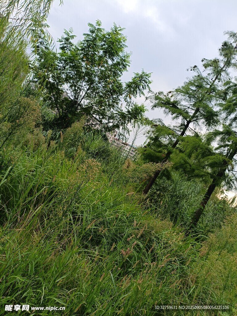 野外繁茂綠植景觀