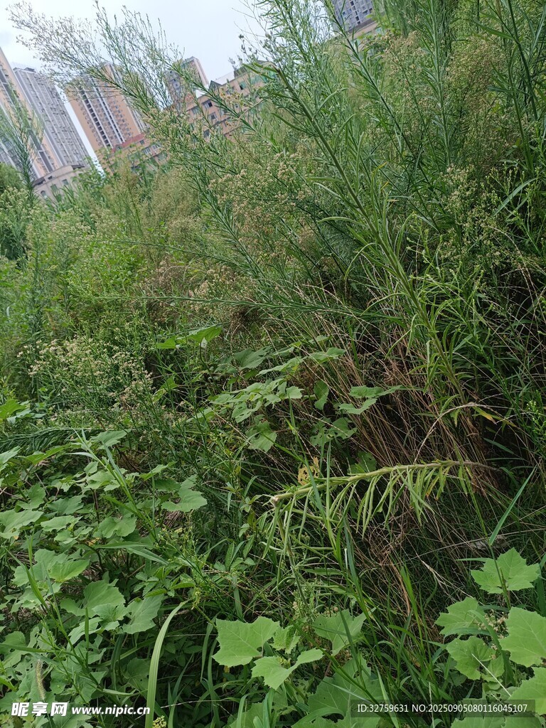 野外繁茂的叢生綠色植物
