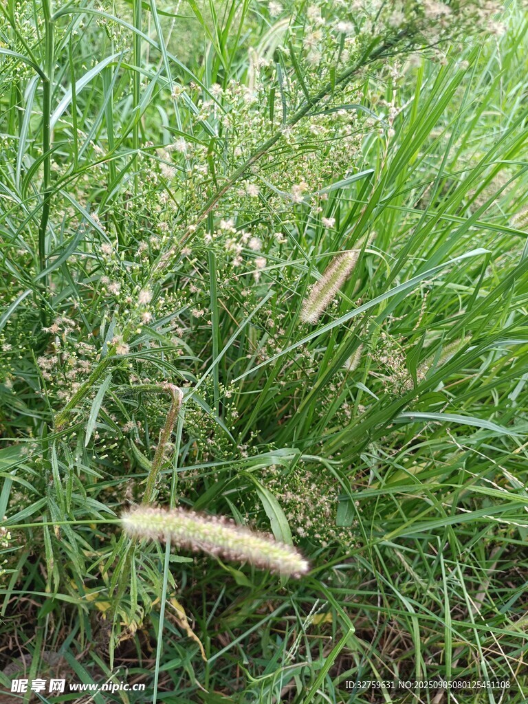草叢中的狗尾巴草