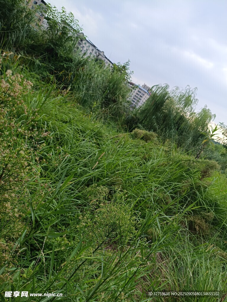 野外綠意盎然的草地景觀