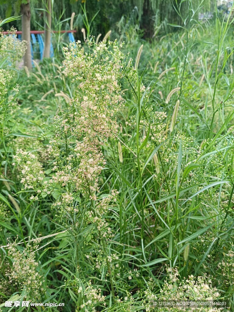 野外繁茂的綠色植物景觀
