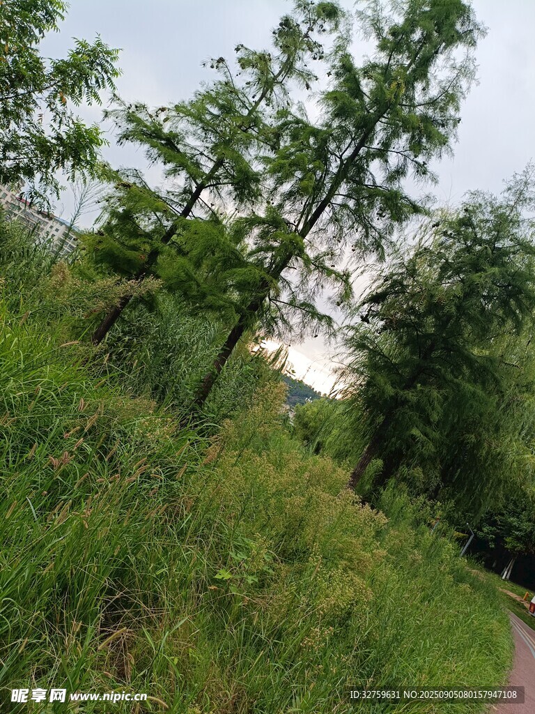 鄉(xiāng)間小路旁的蔥郁綠植