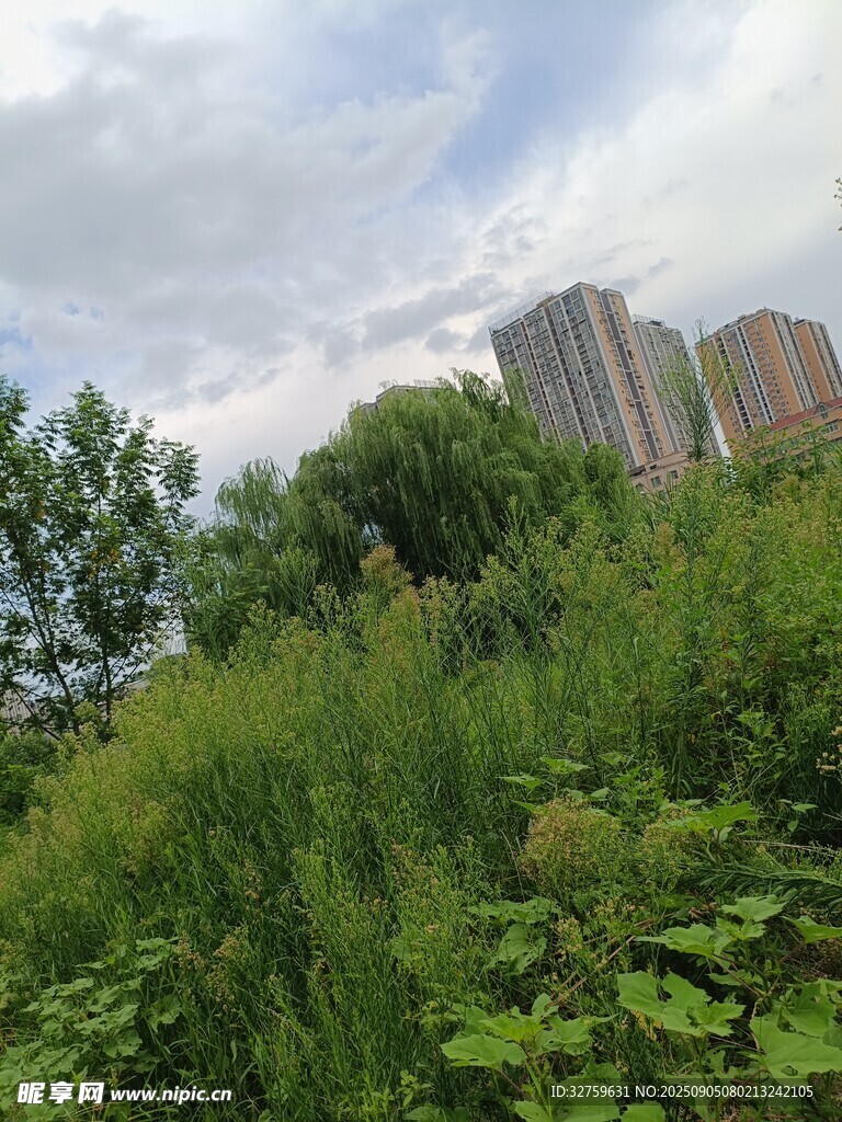 城市邊的繁茂綠植景觀