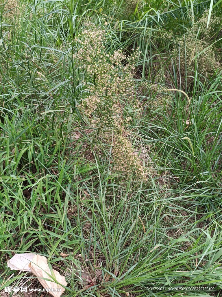 野外叢生的綠色雜草