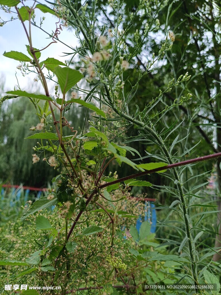 野外繁茂綠植與花卉景象