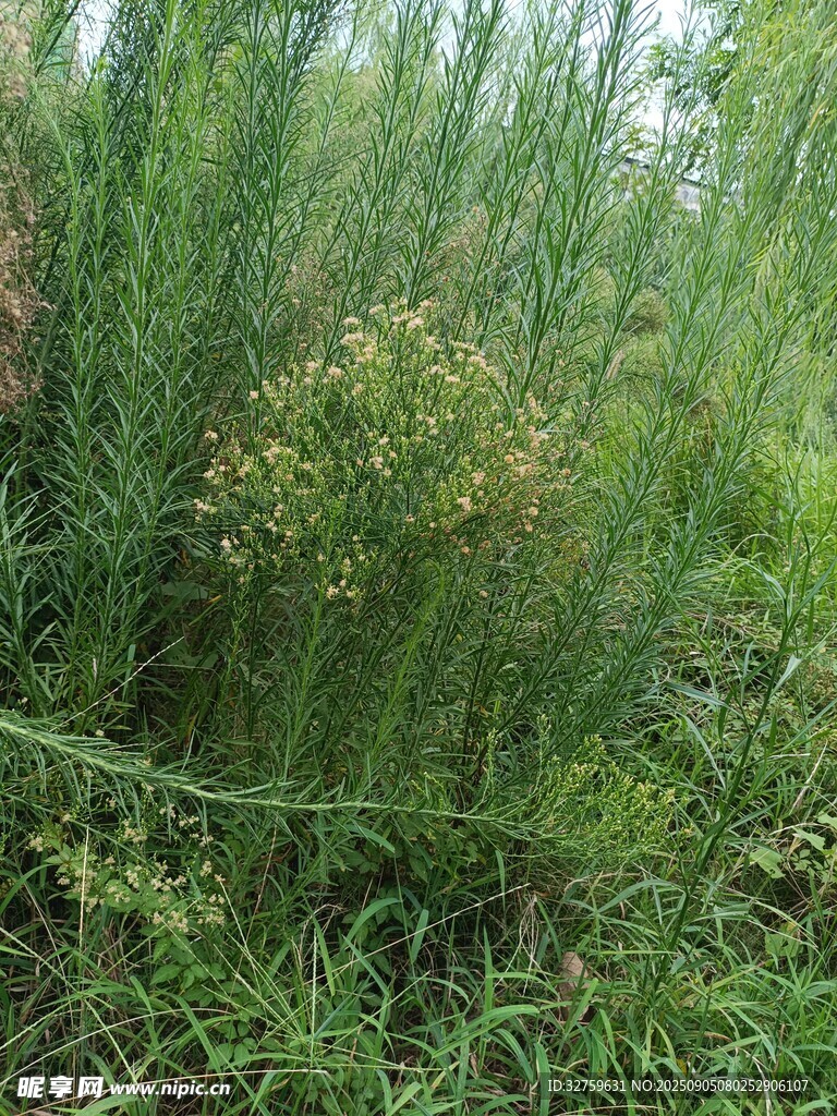 野外茂密的綠色草叢景觀