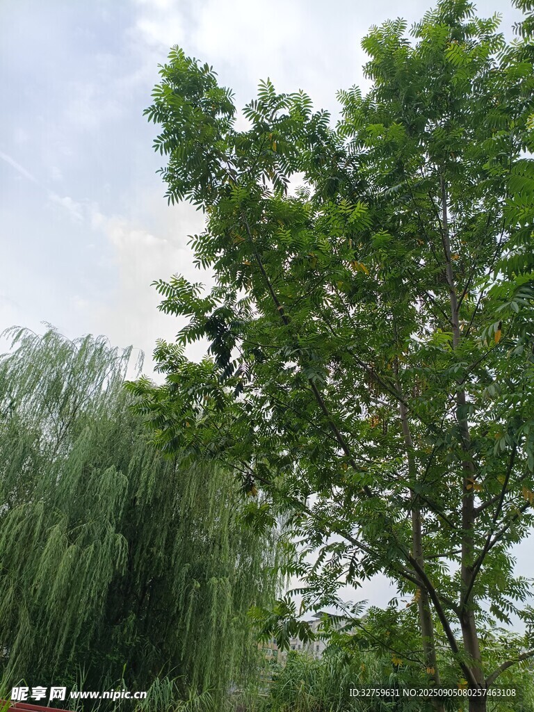 綠樹成蔭的自然景致