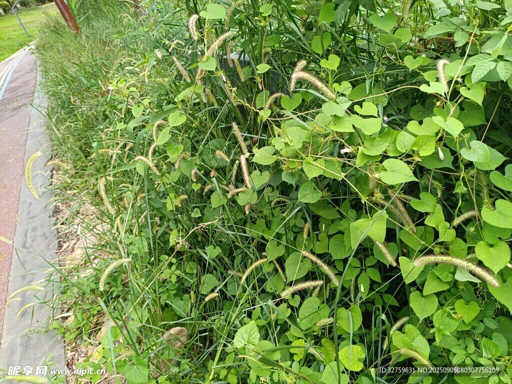 路邊繁茂的綠色藤蔓植物