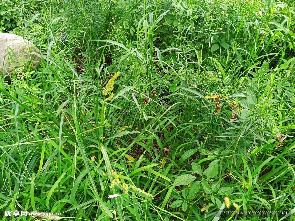翠綠草地中的自然景致