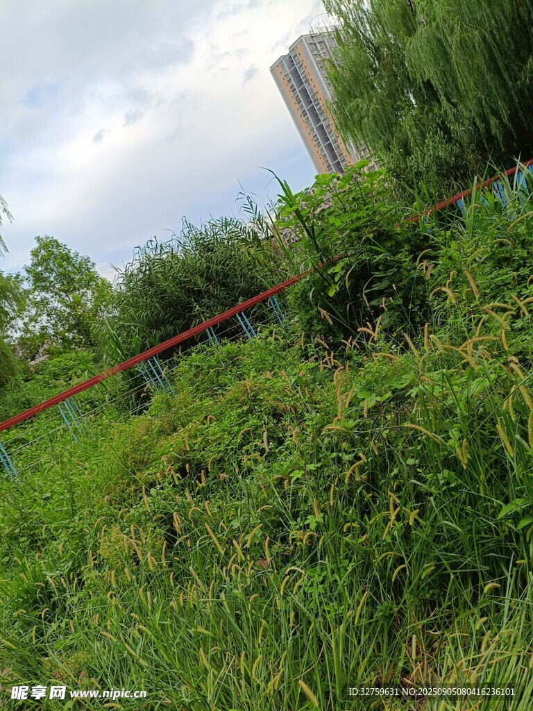 戶外繁茂綠植景觀